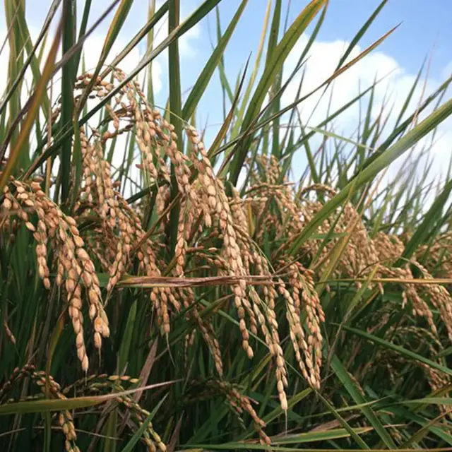 【佐賀県産ヒヨクモチ100%】石臼碾き白玉粉 180g 石臼碾き白玉粉 180g
