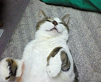 代替テキスト