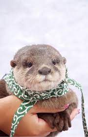 バリエーション