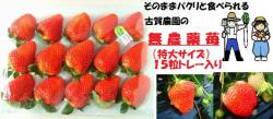 �Ų������̵�������������ۤΤ����祵��������γ�ȥ졼����