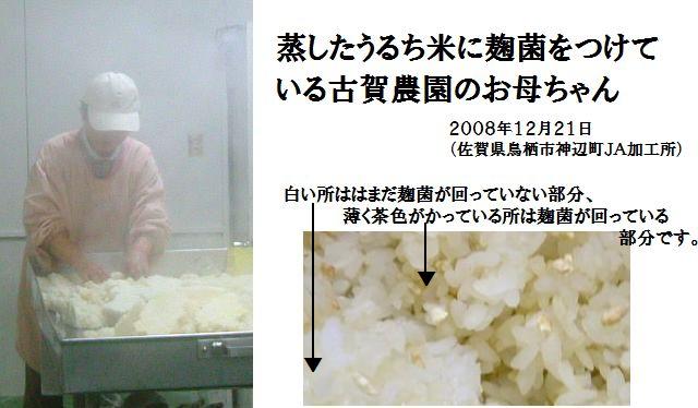古賀農園 お母ちゃんの米味噌の仕込み(蒸した米に麹菌をつけているところ)の様子