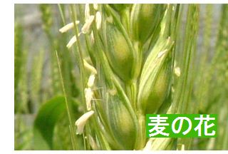 麦の花