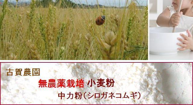 古賀農園の無農薬栽培小麦粉 中力粉(シロガネコムギ)