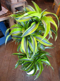 ドラセナ・レモンサプライズ