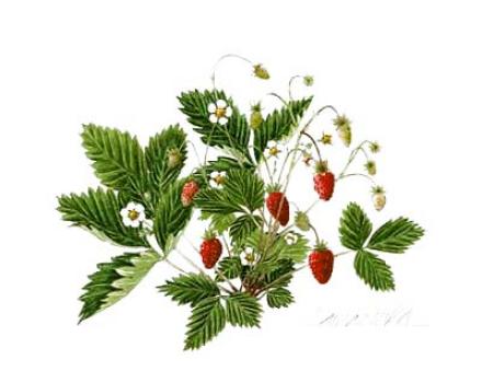 玉村豊男 「森のイチゴ ２００１」自筆サイン、美品 玉村豊男【森のイチゴ2001】 ガレリア・フランジェリコwebショップ