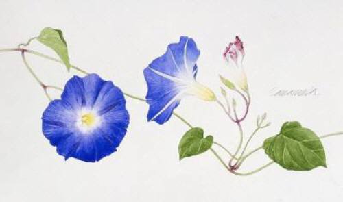 玉村豊男【青いアサガオの花】