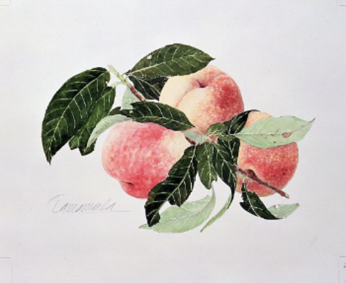 真作 玉村豊男 おかしかっ 森のイチゴ ジークレー シルクスクリーン 額装 