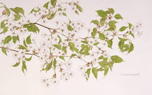 玉村豊男　水仙　版画　ジクレー　大型サイズ　額装品 玉村豊男 水仙 版画 ジクレー 大型サイズ 額装品 美術品