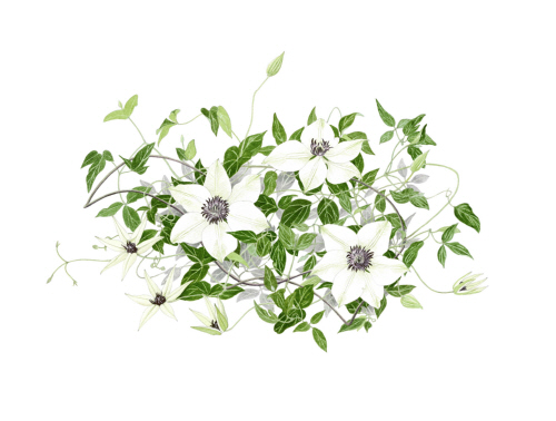 玉村豊男　水仙　版画　ジクレー　大型サイズ　額装品 玉村豊男 版画 【白と紫のテッセン】 フランジェリコwebショップ