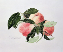 玉村豊男 版画 【収穫された三つの桃】 フランジェリコwebショップ