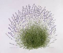 玉村豊男 版画 【ラベンダーブッシュ2006】 フランジェリコwebショップ