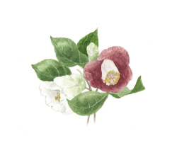 真作 玉村豊男 森のイチゴ ジークレー シルクスクリーン 真作 玉村豊男 森のイチゴ ジークレー シルクスクリーン 玉村豊男 版画