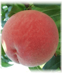 �Ť����������ɹ���£���Ѥ���͵��������������ʣ�����Ȣ/��£���ѡˡ������ܡ�ȯ��ͽ��