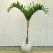 マニラヤシ10号2 販売・通販【大きい観葉植物専門店ガーデントロピカ】