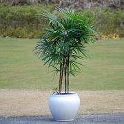 シュロチク9号 販売・通販【大きい観葉植物専門店ガーデントロピカ】