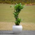 ドラセナ・マッサン 幸福の木 販売・通販【大きい観葉植物専門店ガーデントロピカ】
