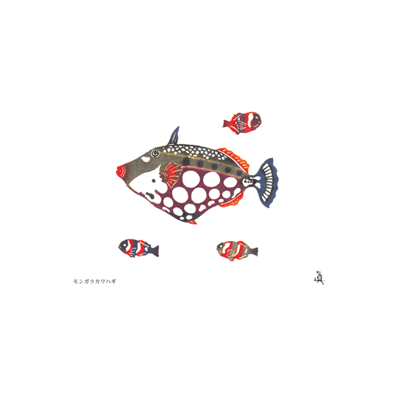 絵はがきモンガラカワハギ