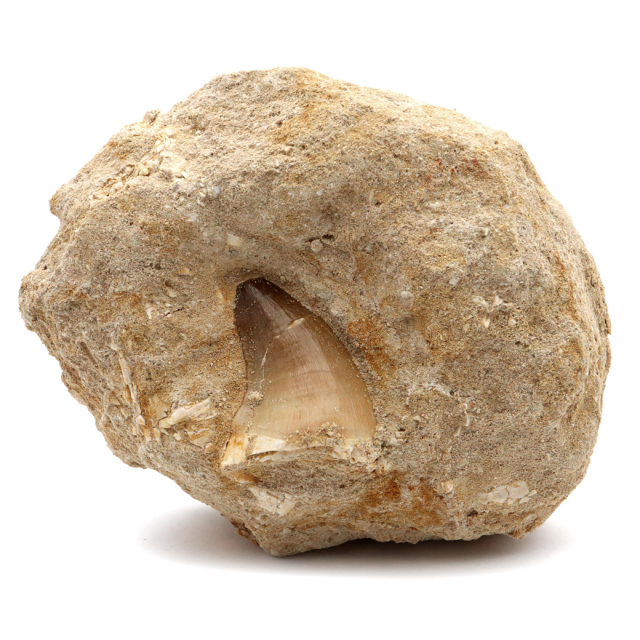 モササウルス 化石 牙 歯 骨 本物 モロッコ産 母岩付き 1点もの 標本 海棲爬虫類 後期白亜紀 約7,000万年前 恐竜 風水 グッズ 占い