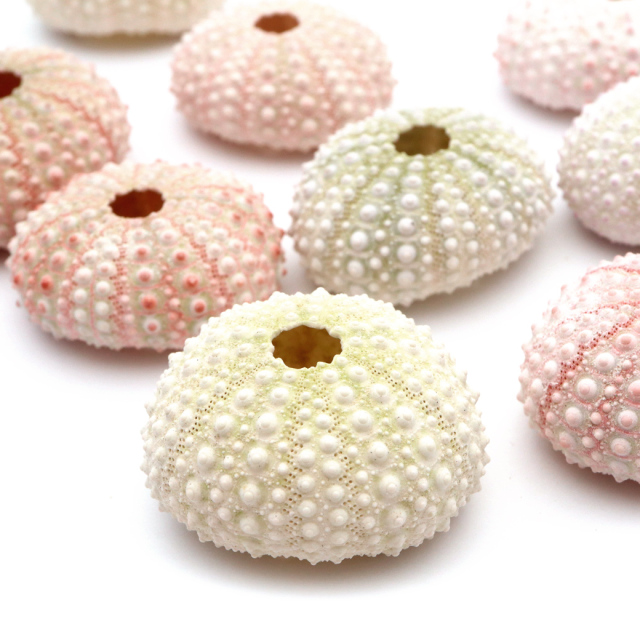 ウニ 殻 パーツ 貝殻 1個 ツマジロナガウニ ウーチン 2-3cm前後 ランダム発送 夏休み 自由研究 材料 おうち時間 制作 ハンドメイド 工作