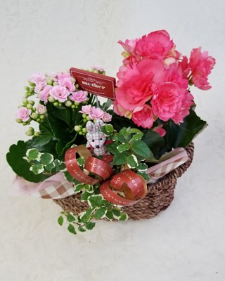 【アレンジ鉢】母の日アレンジ　チェックうさぎ　　Y0010