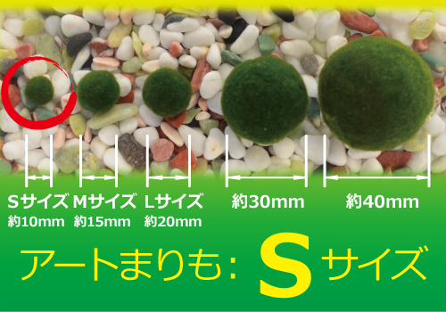 マリモ【水草】まりも【無農薬】Ｓサイズ約1.0ｃｍ1000個