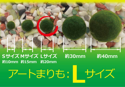 マリモ【水草】まりも【無農薬】Lサイズ約2.0ｃｍ10個