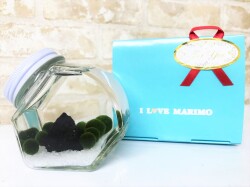 水草　まりもキャットボトル栄養剤セット