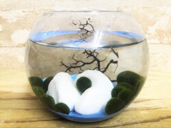 水草　まりもビューレットＳサイズ　