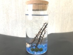まりも（水草）Ｓサイズ約１ｃｍ３個入りカラムボトルＣ