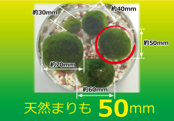 【西洋マリモ】天然まりも５ｃｍ