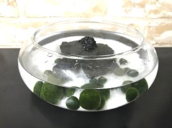 水草 まりもフローティングベースＭサイズ