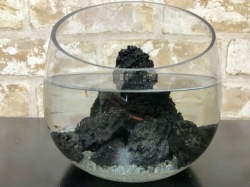 ピクシーシュリンプ【ホロホロシュリンプ】スラントグラス１５匹入り専用飼育水２００ｍｌ　３個パック付き