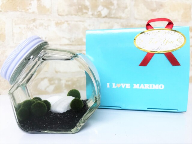 観賞用まりも瓶