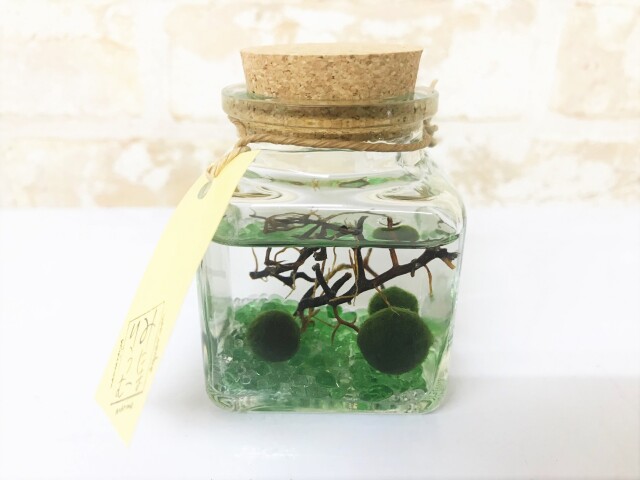 観賞用まりも瓶