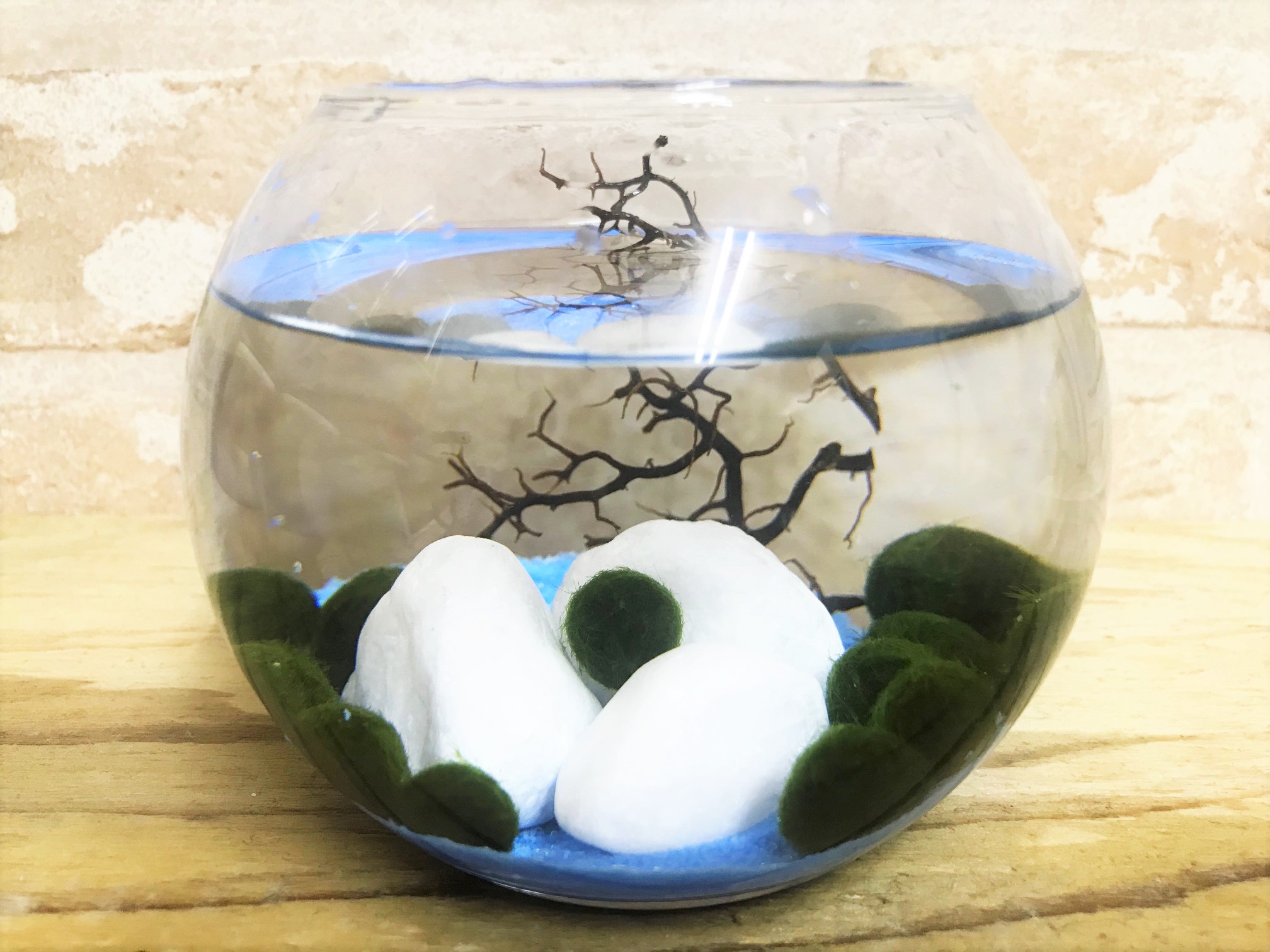 水草　まりもビューレットＳサイズ　