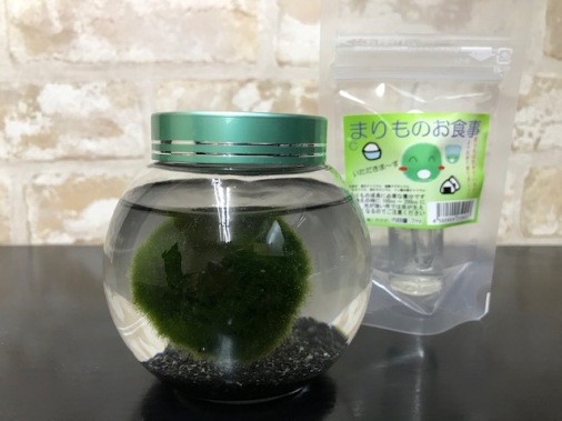 【西洋マリモ】丸瓶天然まりも３ｃｍ栄養剤セット
