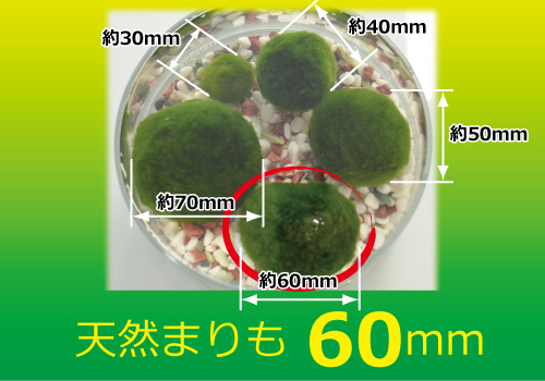 【西洋マリモ】天然まりも６ｃｍ