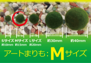 アートまりも【水草】【無農薬】Ｍサイズ１個　Ｌサイズ１個