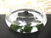 水草 まりもフローティングベースＭサイズ