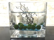 水草 まりもキューブボトル