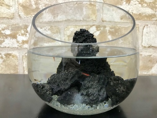 ピクシーシュリンプ【ホロホロシュリンプ】スラントグラス１５匹入り専用飼育水２００ｍｌ　３個パック付き