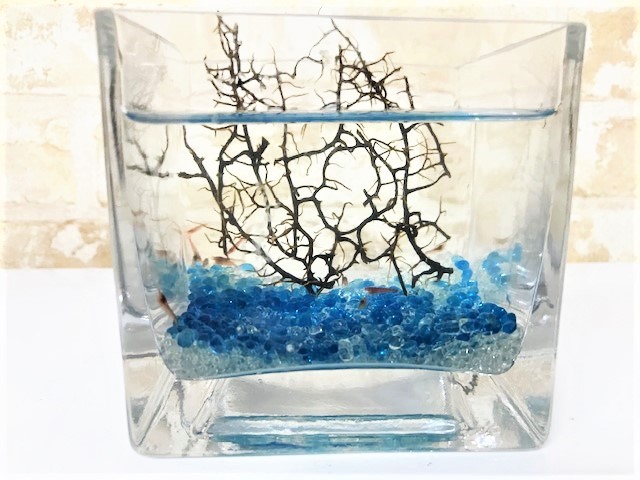 ピクシーシュリンプ【ホロホロシュリンプ】専用飼育水200ｍｌ２パック付きキューブ瓶６匹入り+(死着補填分として予備２匹)