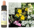 �ե����֥ե����ǥ� Five Flower Remedy���ҡ���󥰥ϡ��� �Хå��ե����å���