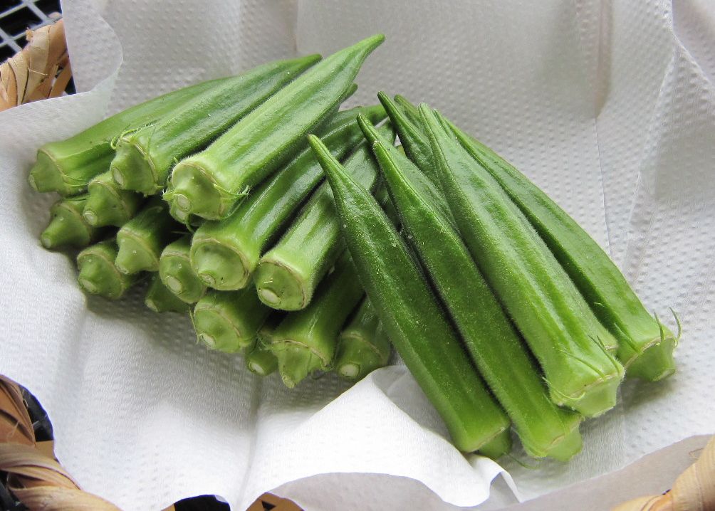 オクラ 鹿児島県指宿市の野菜農家 オネファーム オクラ 鹿児島県指宿市の野菜農家 オネファーム