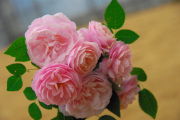 �Ƥޤꡡ1���Х顡�Х��ġ��Х�������