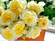 �ƥ�����̡��Х顡�Х��ġ��Х�������