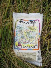 ����������Ҥ��ꡡ10kg