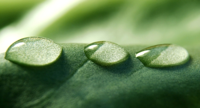 【クリックで詳細表示】Morning Dew(アロマ/フレグランス/スティック/ディフューザ/香り/芳香剤/ジュリア/インテリア/ノーブルスパーク/エセンス)