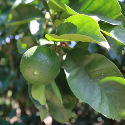 ハッサクオイル