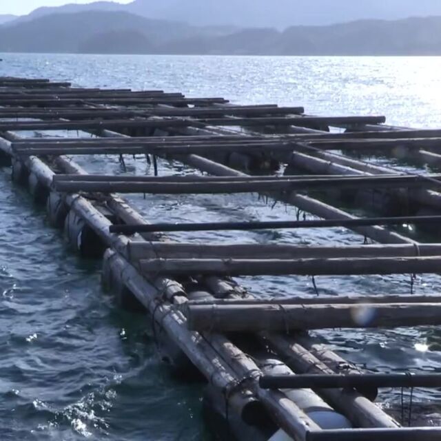 深江養殖場